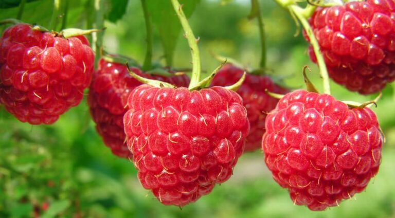 В Украине обвалились цены на малину: сколько ягода стоит в конце июля  - today.ua