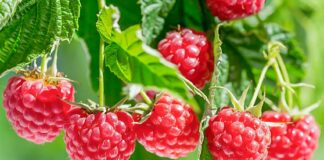 Малина рекордно подешевела в Украине: какие цены на ягоду в конце июня - today.ua