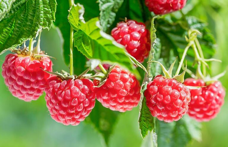 Малина рекордно подешевшала в Україні: які ціни на ягоду в кінці червня - today.ua