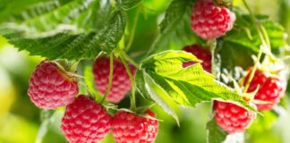 Фермери припинили збирання малини, ягода осипається на кущах: стала відома причина - today.ua