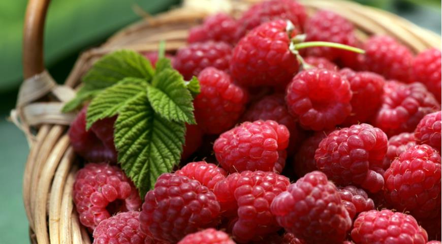 Цены на малину в Украине бьют рекорды: сколько стоит популярная ягода