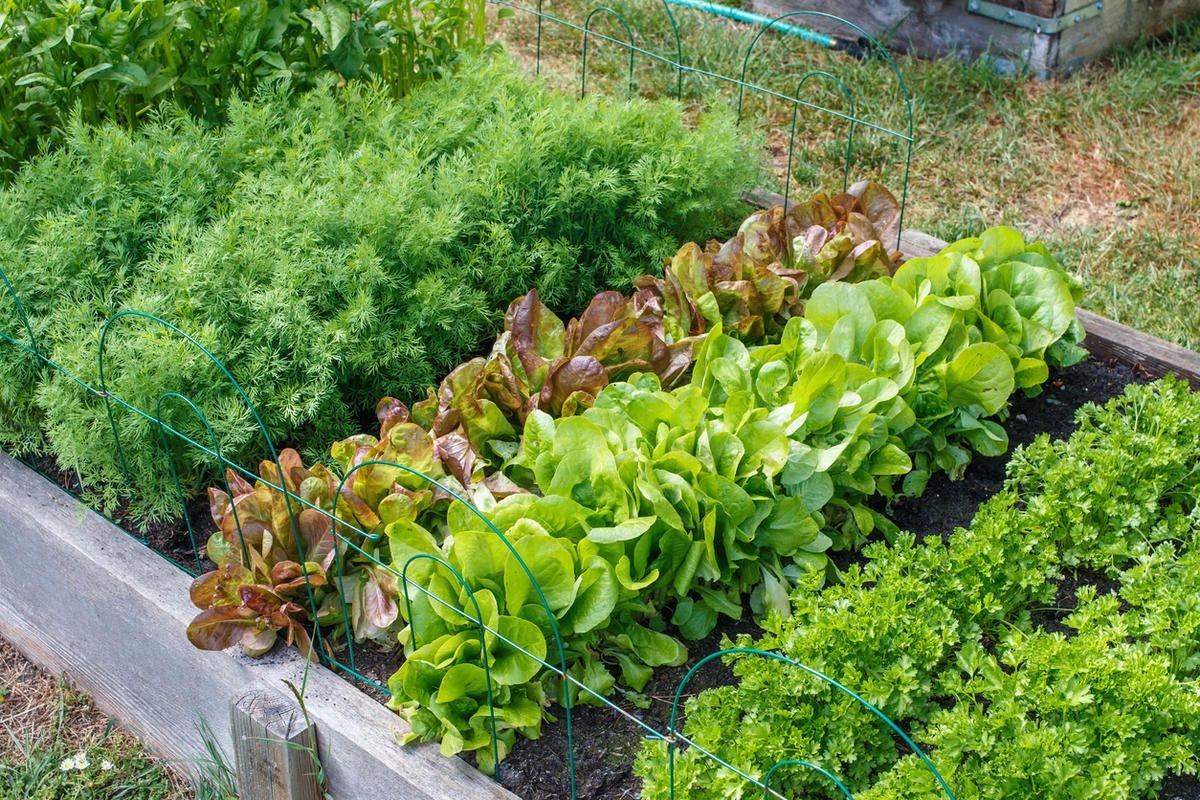 Что можно посеять на огороде в сентябре, чтобы успеть собрать урожай до холодов - today.ua