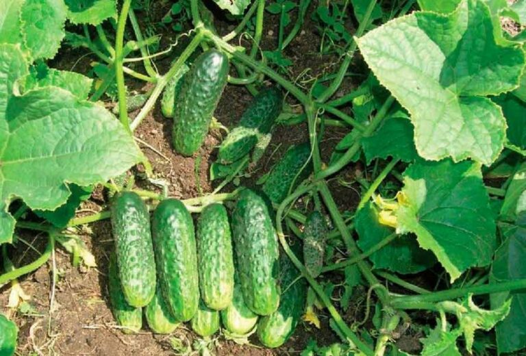 Досвідчені городники порадили підживлення для огірків: на врожай не вистачить жодної тари - today.ua