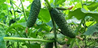 Як продовжити плодоношення огірків у серпні і вересні: поради бувалих садівників - today.ua