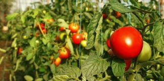 Как увеличить урожайность помидоров с помощью одного средства: рецепт эффективной подкормки      - today.ua