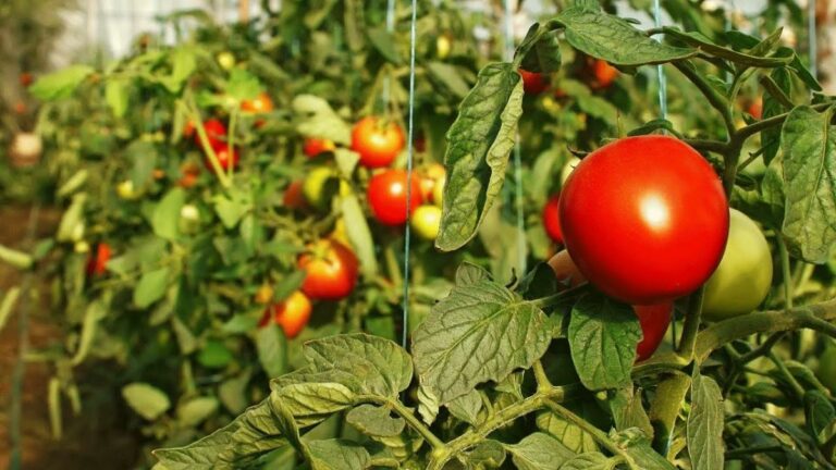 Як збільшити врожайність помідорів за допомогою одного засобу: рецепт ефективного добрива - today.ua