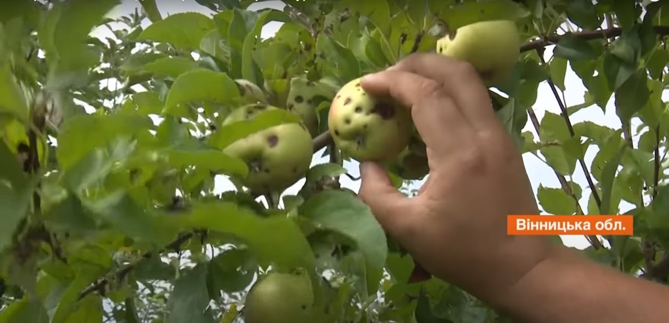 Ціни на яблука в Україні бояться прогнозувати навіть садівники: град побив більшу частину врожаю