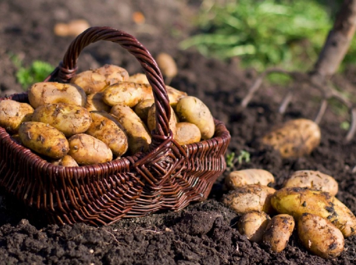 Может сильно подорожать: Украине угрожает дефицит картофеля