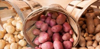 Україні загрожує дефіцит картоплі взимку: як зміняться ціни на один з основних продуктів харчування - today.ua