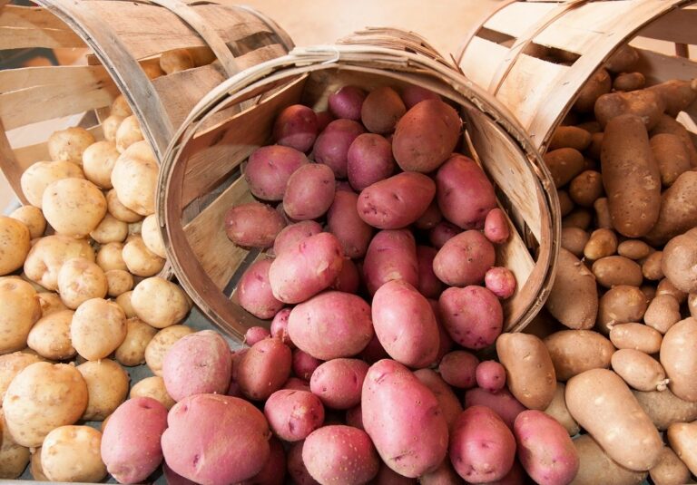 Україні загрожує дефіцит картоплі взимку: як зміняться ціни на один з основних продуктів харчування - today.ua