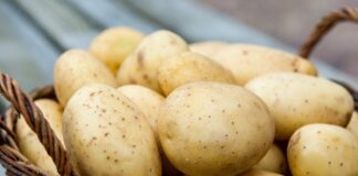 Україні загрожує дефіцит картоплі через масовий експорт до Білорусі - today.ua