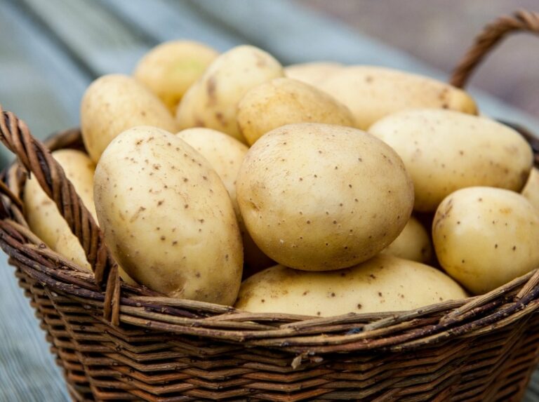 Украине угрожает дефицит картофеля из-за массового экспорта в Беларусь - today.ua