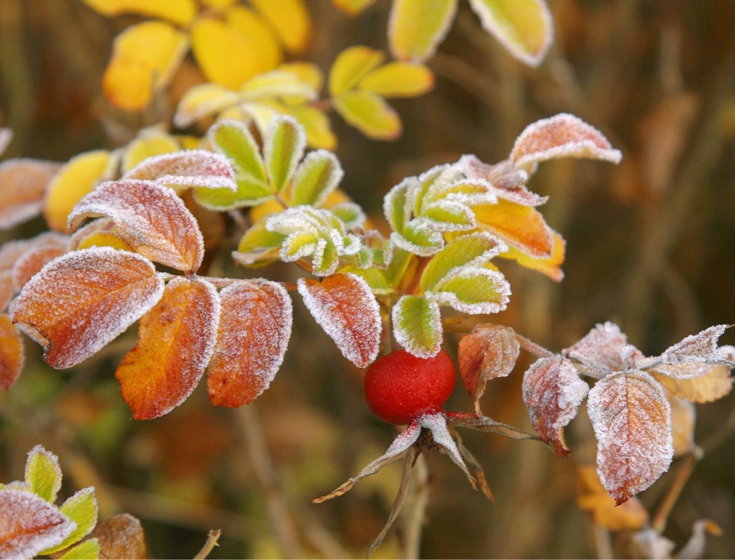 Первые заморозки в Украину придут в сентябре: синоптики прогнозируют резкую смену погоды