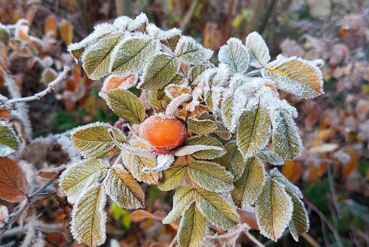 Україну накриють заморозки: в яких областях бабине літо почнеться на тиждень пізніше