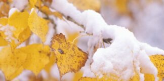 Снегопады начнутся в октябре: Укргидрометцентр прогнозирует холодную осень в Украине - today.ua