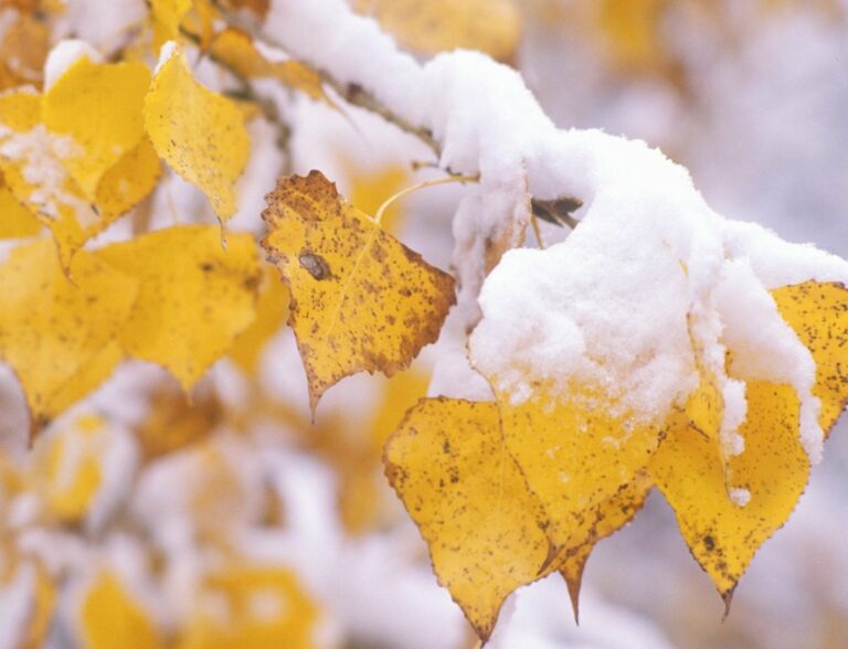Снегопады начнутся в октябре: Укргидрометцентр прогнозирует холодную осень в Украине - today.ua