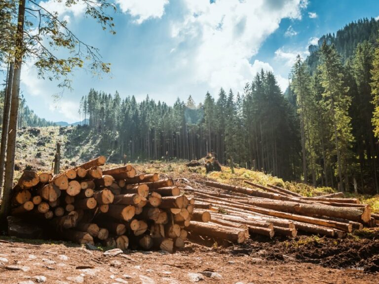 Українцям погрожують санкціями за відмову скасувати мораторій на експорт лісу - today.ua