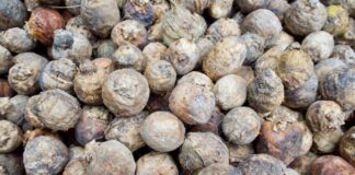 В Украину попал орех из Пакистана, вызывающий онкозаболевание: как выглядит опасный плод - today.ua