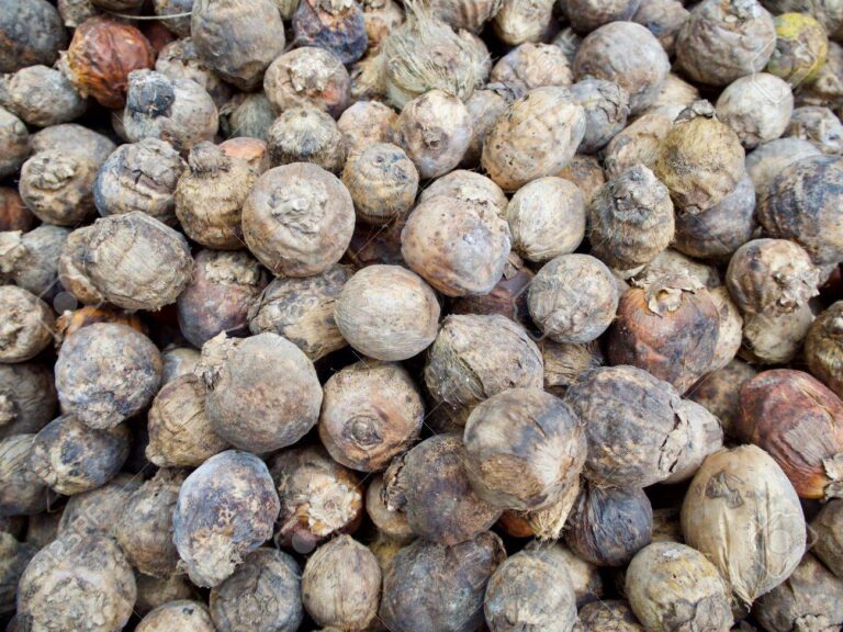 В Украину попал орех из Пакистана, вызывающий онкозаболевание: как выглядит опасный плод - today.ua