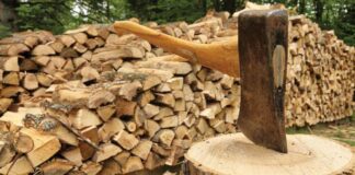 Штрафы за дрова: украинцам сообщили, какое наказание грозит за самовольную вырубку деревьев в лесу - today.ua