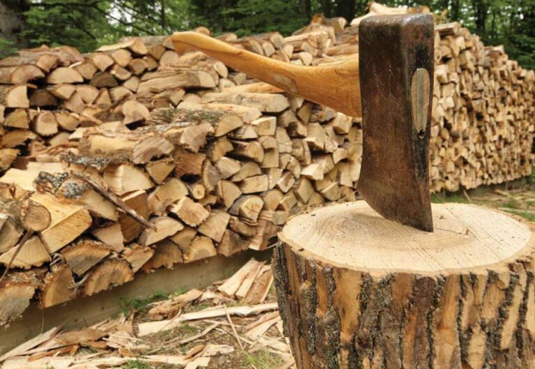 Штрафы за дрова: украинцам сообщили, какое наказание грозит за самовольную вырубку деревьев в лесу - today.ua