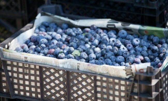 В Украине заканчивается сезон ягод: сколько стоят на рынках остатки голубики, малины и клубники