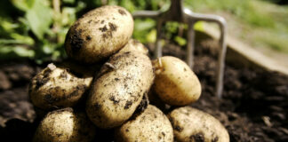 В Україні різко зросли ціни на картоплю: що буде з пізнім урожаєм вітчизняного овоча - today.ua