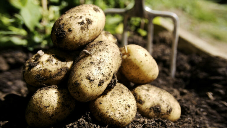 В Украине резко выросли цены на картофель: что будет с поздним урожаем отечественного овоща - today.ua
