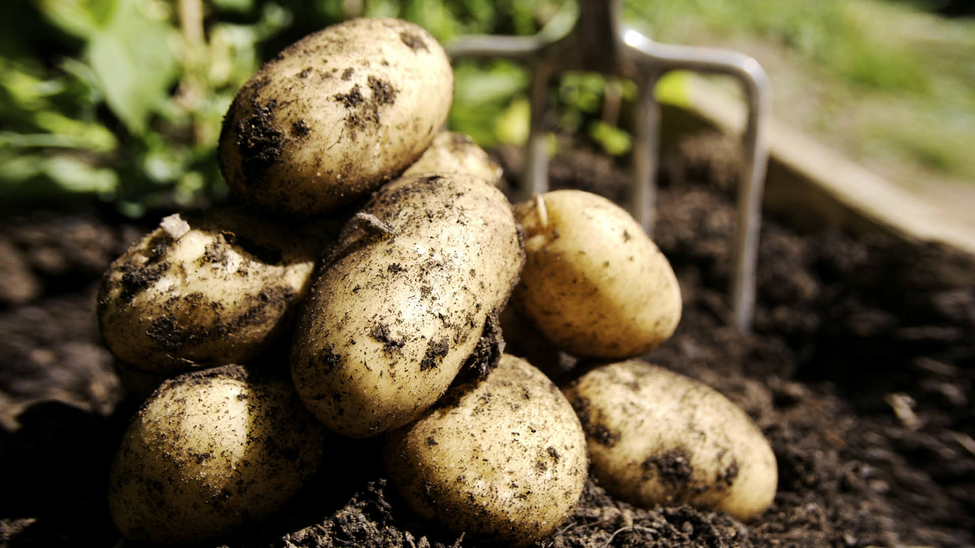 В Україні різко зросли ціни на картоплю: що буде з пізнім урожаєм вітчизняного овоча