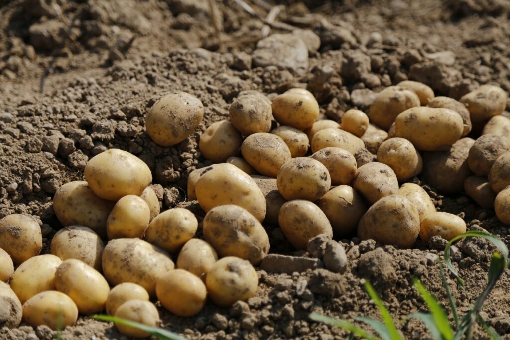 Ціни на картоплю вже скоро підуть вгору: час робити запаси на зиму, але є одна прикрість