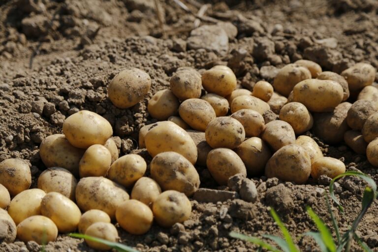 В Украине появился картофель, дающий невиданный урожай - today.ua
