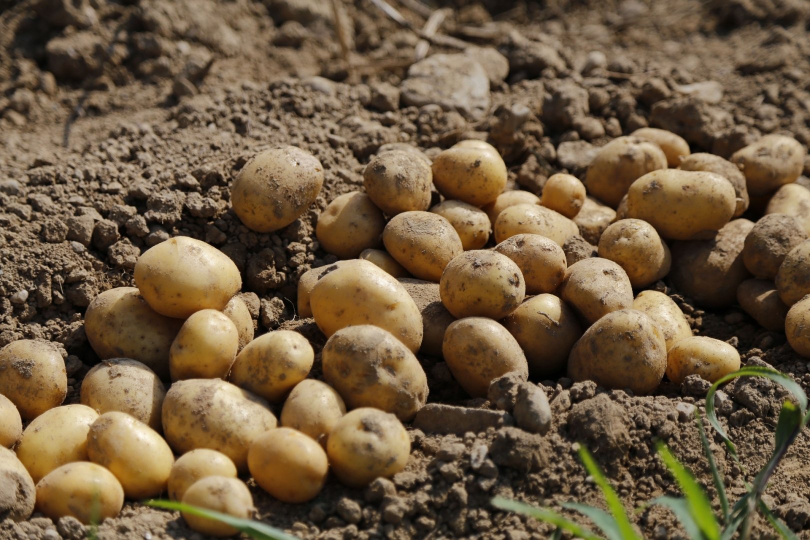 В Україні падають ціни на картоплю