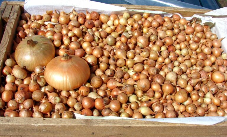 Эксперт сообщил, что будет с ценами на лук нынешней осенью: стоит ли ждать удешевления овоща  - today.ua