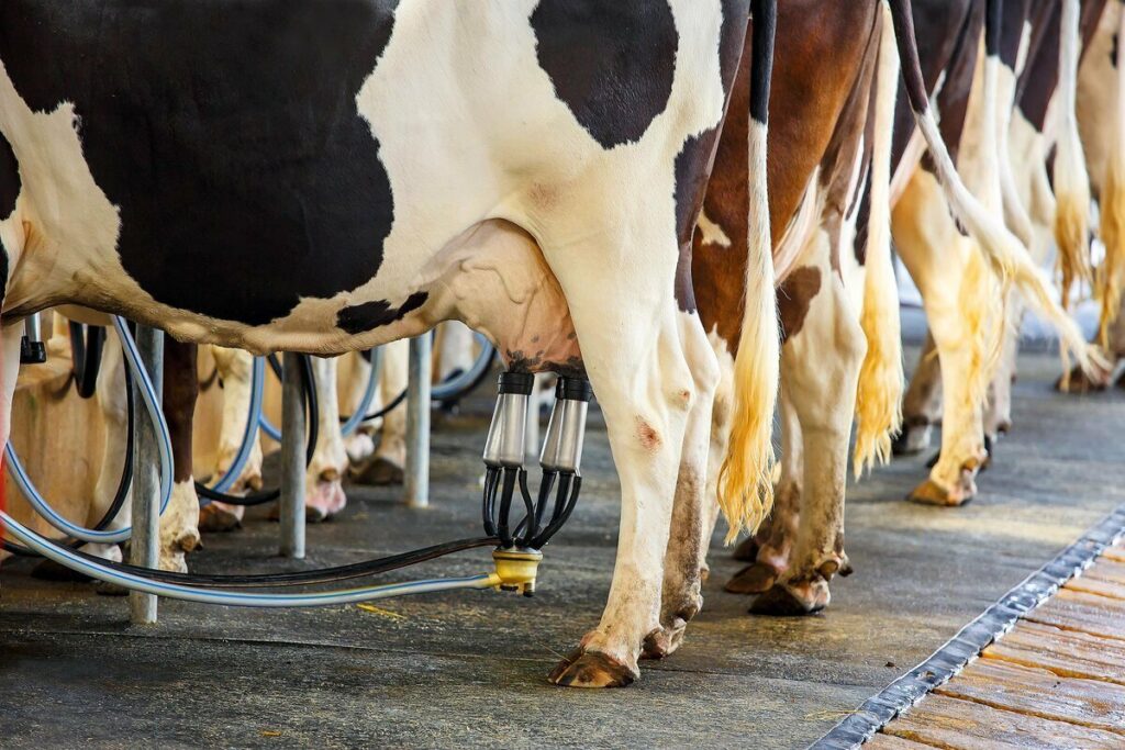 В Україні молоко стає дефіцитом: чому всихають “молочні ріки“, і що буде з цінами