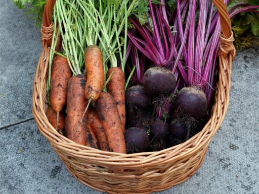 В Украине резко подешевели картофель, морковь и свекла: сколько стоит сварить борщ из сезонных овощей   - today.ua