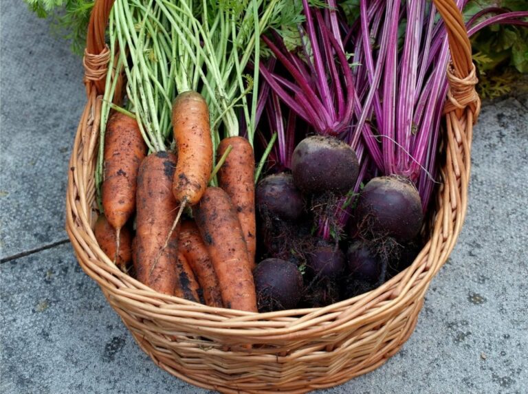 В Україні різко подешевшали картопля, морква і буряк: скільки коштує зварити борщ із сезонних овочів - today.ua