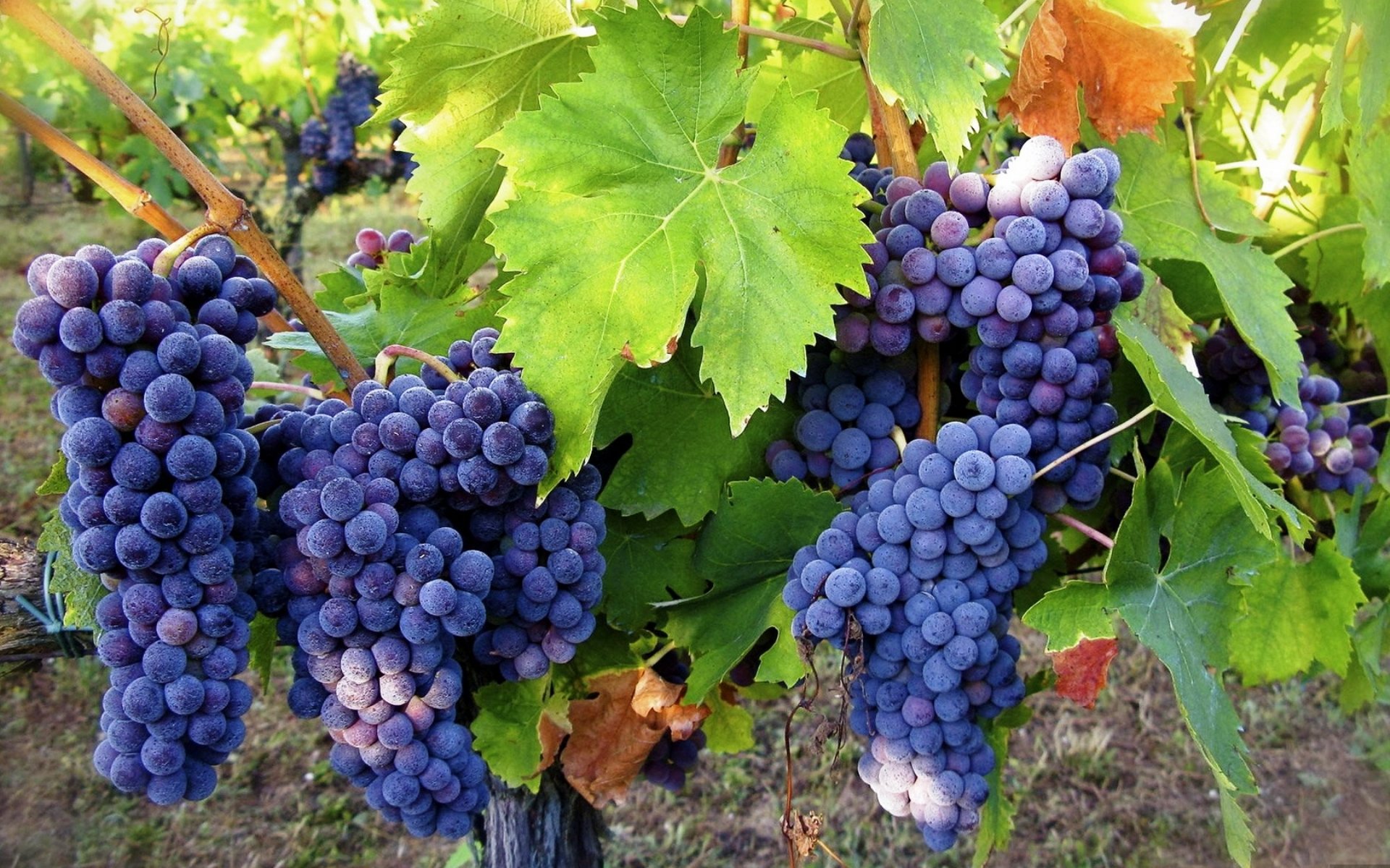 Дефіцит винограду в Україні: які ціни на ягоду пропонують у супермаркетах 