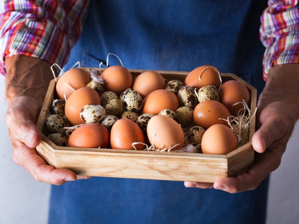 Как обмануть природу и заставить несушек зимой ежедневно продуцировать яйца: несколько советов от зоологов