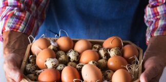 Стало известно, как вырастут цены на яйца под Новый год - today.ua