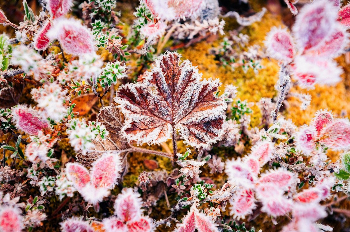 Украину накроют заморозки до -3 градусов: синоптики назвали области, где резко похолодает в середине недели