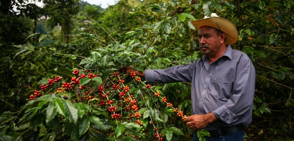 Кава в Україні рекордно подорожчає через припинення поставок з Колумбії