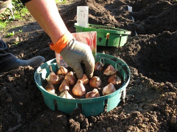 Как подготовить луковицы тюльпанов к посадке осенью: главные правила