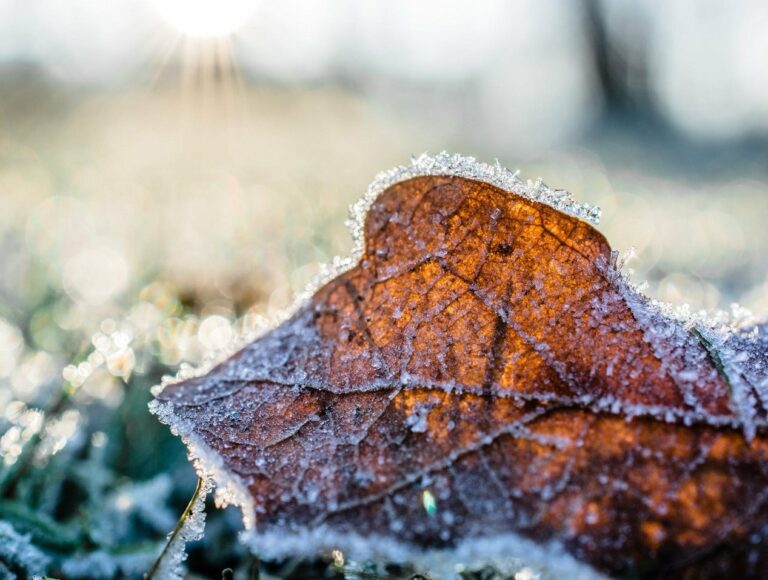 В Україну йде арктичне похолодання: прогноз погоди до кінця жовтня від Наталки Діденко - today.ua