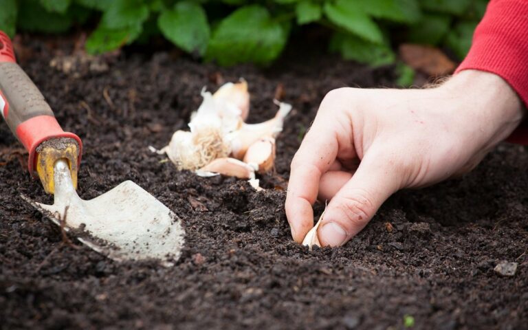 Когда и как сажать осенью чеснок, чтобы весной собрать хороший урожай    - today.ua