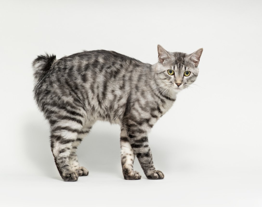 Топ-10 найбільш рідкісних штучно виведених порід кішок