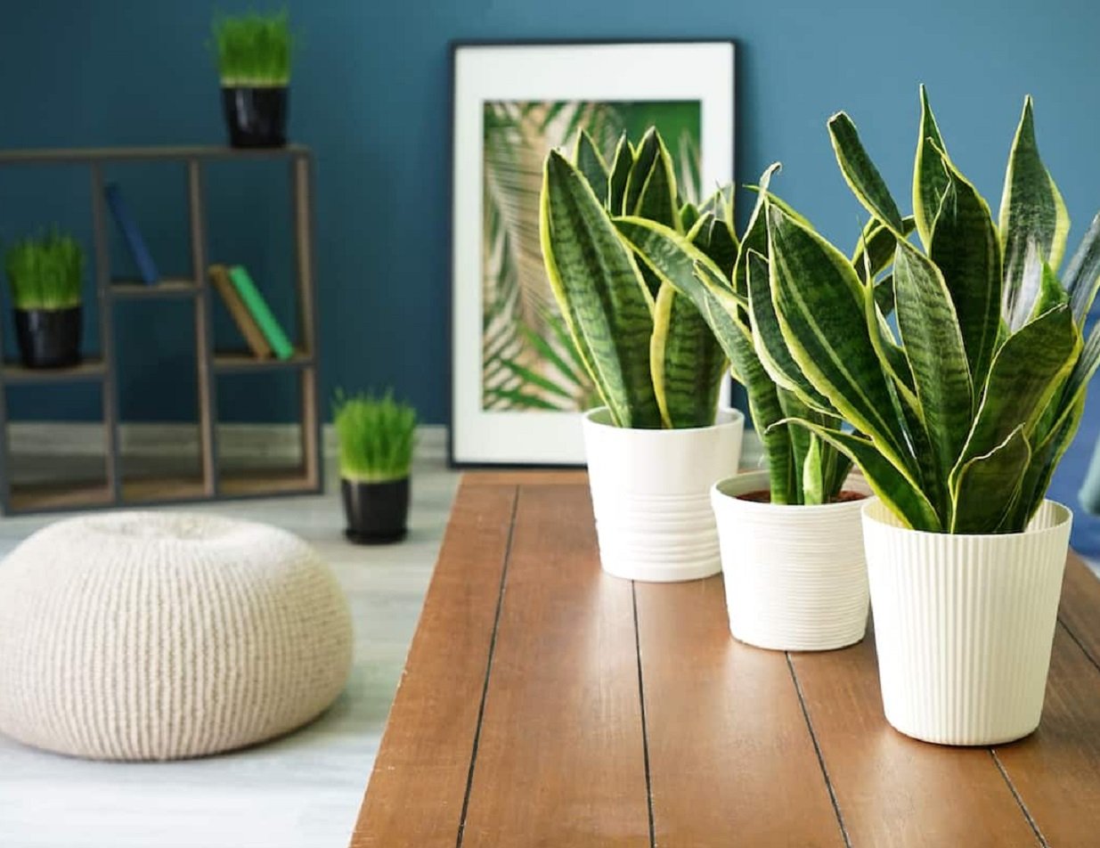 П'ять кімнатних рослин, які на 85% очищають повітря в кімнаті від шкідливих домішок - today.ua