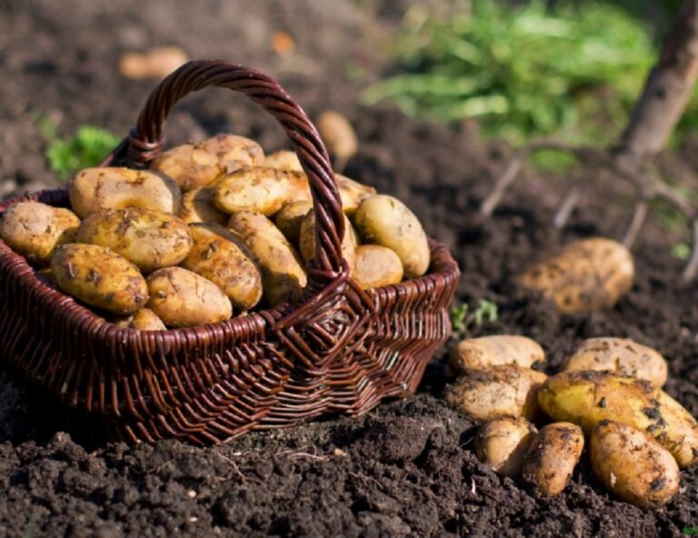 Українцям розповіли, що буде з цінами на картоплю взимку - today.ua