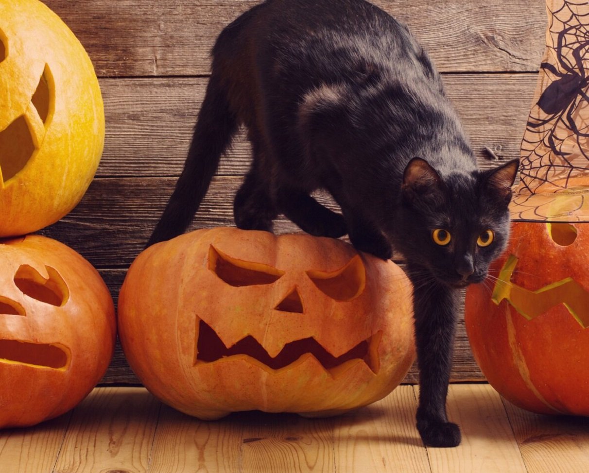 Хэллоуин 2021: что можно и что запрещено делать в канун Дня всех святых