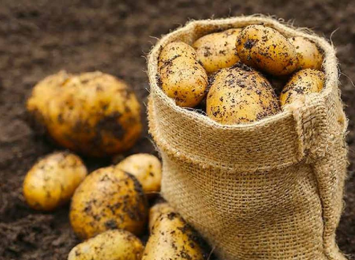 Українцям розповіли, що буде з цінами на картоплю взимку