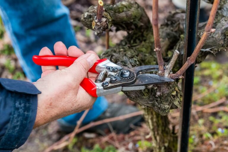 Как правильно обрезать виноград осенью, чтобы получить щедрый урожай в следующем году    - today.ua